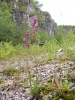 Orchidej kruštík tmavočervený (Epipactis atrorubens) ve vápencovém lomu. Druh silně ohrožený